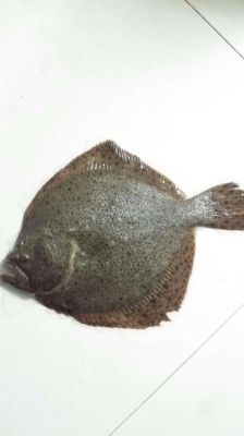 多宝鱼选保险靠谱吗？保险第三方平台哪个好