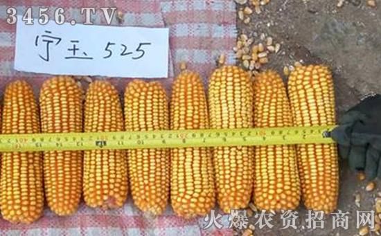 黄金粮1505品种简介积温是多少？期货玉米哪个品种好做