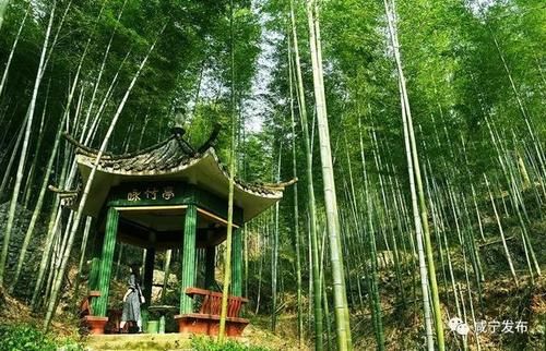 四大竹海那个更大，更出名？（湖北咸宁和江西上饶哪个好）